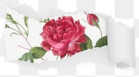 Pink rose png ripped paper sticker, flower illustration reveal on transparent background