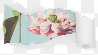 Lotus flower png ripped paper sticker, Spring illustration reveal on transparent background