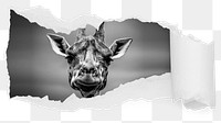 Giraffe png ripped paper sticker, wildlife photo reveal on transparent background