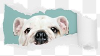 Cute Bulldog png ripped paper sticker, pet photo reveal on transparent background