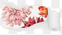 Pink dahlia png flowers ripped paper sticker, botanical illustration reveal on transparent background