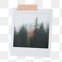 Pine forest png instant photo sticker, nature aesthetic image on transparent background