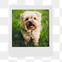 Yorkshire Terrier png puppy sticker, pet portrait, instant photo image on transparent background