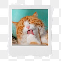 Grooming cat png sticker, pet instant photo on transparent background