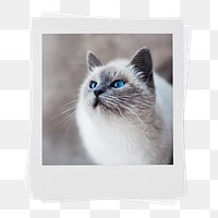 Ragdoll kitten png sticker, pet instant photo on transparent background