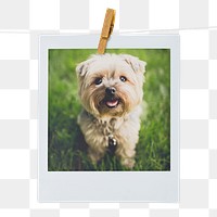 Yorkshire Terrier png puppy sticker, pet portrait, instant photo image on transparent background