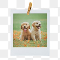 Golden Retriever png puppy sticker, pet portrait, instant photo image on transparent background