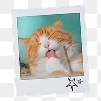 Grooming cat png sticker, pet instant photo on transparent background