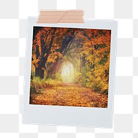 Autumn forest png instant photo sticker, nature aesthetic image on transparent background