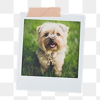 Yorkshire Terrier png puppy sticker, pet portrait, instant photo image on transparent background