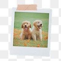 Golden Retriever png puppy sticker, pet portrait, instant photo image on transparent background