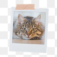 Tabby kitten png sticker, cute pet instant photo on transparent background