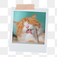 Grooming cat png sticker, pet instant photo on transparent background