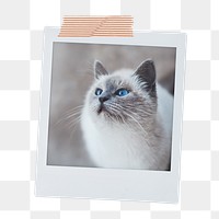 Ragdoll kitten png sticker, pet instant photo on transparent background