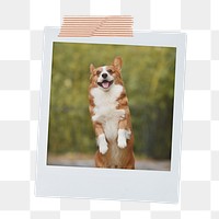Cheerful Corgi png dog sticker, pet portrait, instant photo image on transparent background