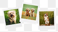 Cute puppies png mood board sticker, pet instant photos, transparent background