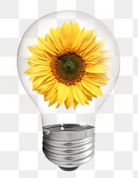 Sunflower flower png sticker light bulb, Spring aesthetic graphic, transparent background