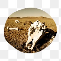 Animal extinction png badge sticker, longhorn skull on desert photo in blob shape, transparent background