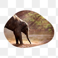 Png elephant by the lake badge sticker, wildlife photo in blob shape, transparent background