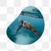 Sea turtle png swimming badge sticker, environment photo in blob shape, transparent background