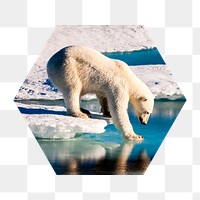 Polar bear png walking on ice badge sticker, global warming photo in hexagon shape, transparent background