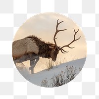 PNG elk in snow badge sticker, wildlife photo, transparent background