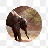 Png elephant by the lake badge sticker, wildlife photo, transparent background