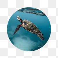 Sea turtle png swimming badge sticker, environment photo, transparent background