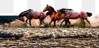 Horses border png, enjoying a beach, animal collage element, transparent background