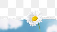 Daisy border png, ripped paper texture, transparent background