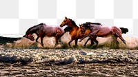 PNG horses border, ripped paper texture, transparent background