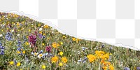 PNG flowers border, ripped paper, transparent background