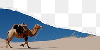 PNG ripped paper border, camel in desert, transparent background