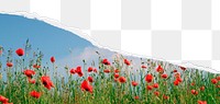 PNG red poppies, ripped paper border, transparent background