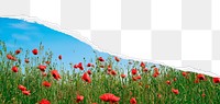 PNG spring flower border, ripped paper, red poppies, transparent background