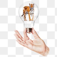 Tiger png sticker, hand holding light bulb in wild animal concept, transparent background