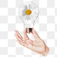 White daisy flower png sticker, hand holding light bulb in Spring concept, transparent background