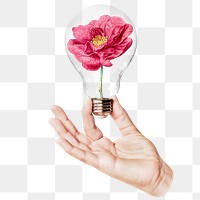 French rose png flower sticker, hand holding light bulb in Spring concept, transparent background