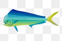 Mahi Mahi png fish sticker, sea life illustration on transparent background. Free public domain CC0 image.