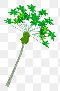 Papaya tree png sticker, botanical illustration on transparent background. Free public domain CC0 image.