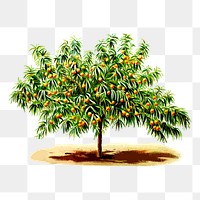 Peach tree png sticker, botanical illustration on transparent background. Free public domain CC0 image.