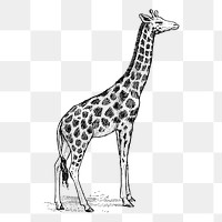 Giraffe png sticker, vintage animal illustration on transparent background. Free public domain CC0 image.