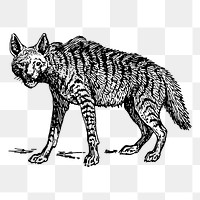 Hyena png sticker, vintage animal illustration on transparent background. Free public domain CC0 image.