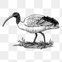 Ibis bird png sticker, vintage animal illustration on transparent background. Free public domain CC0 image.