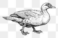 Muscovy duck png sticker, vintage animal illustration on transparent background. Free public domain CC0 image.