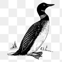 Loon bird png sticker, vintage animal illustration on transparent background. Free public domain CC0 image.