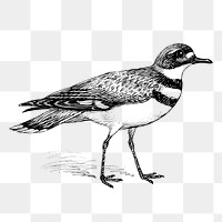 Killdeer bird png sticker, vintage animal illustration on transparent background. Free public domain CC0 image.