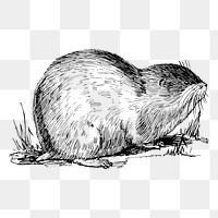 Lemming png sticker, vintage animal illustration on transparent background. Free public domain CC0 image.