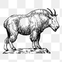 Mountain goat png sticker, vintage animal illustration on transparent background. Free public domain CC0 image.