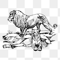 Lions png sticker, vintage animal illustration on transparent background. Free public domain CC0 image.